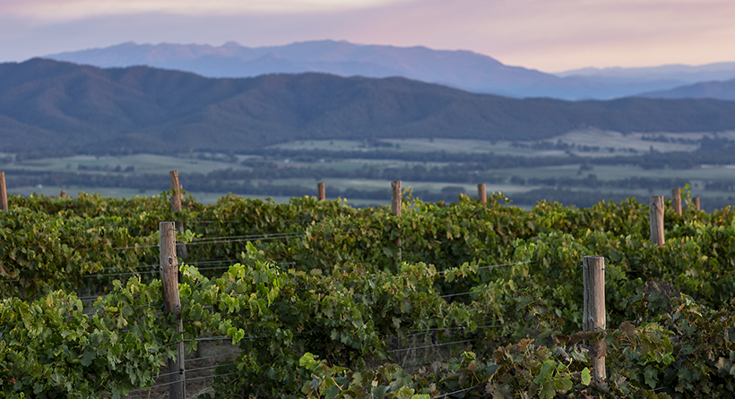 Fighting gully vineyard